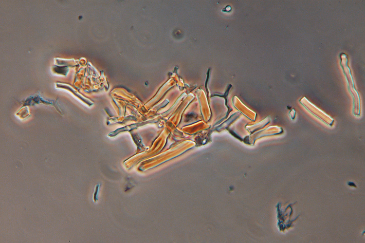 Forse Skeletocutis nivea? - foto 0869 (Coriolopsis gallica)